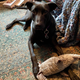 A dog and a stuffed hammerhead shark toy